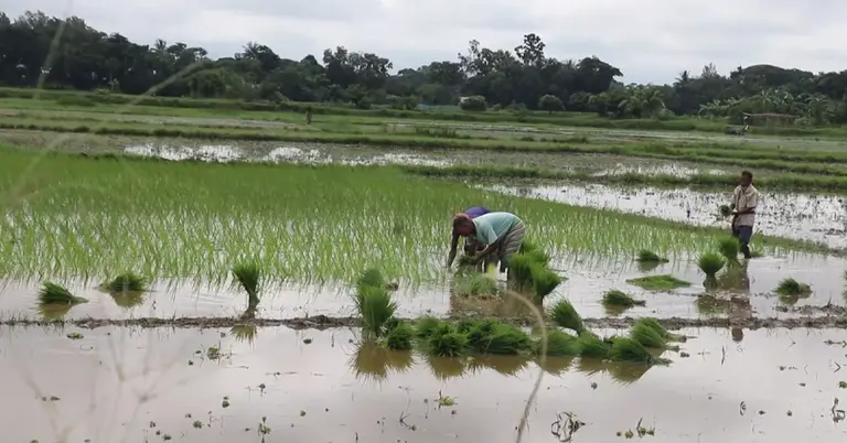ফেনীতে আমন ধান চাষ শুরু করেছেন কৃষকরা